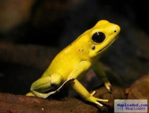 Incredible! This Tiny 